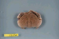 藏品(肝葉饅頭蟹)的圖片